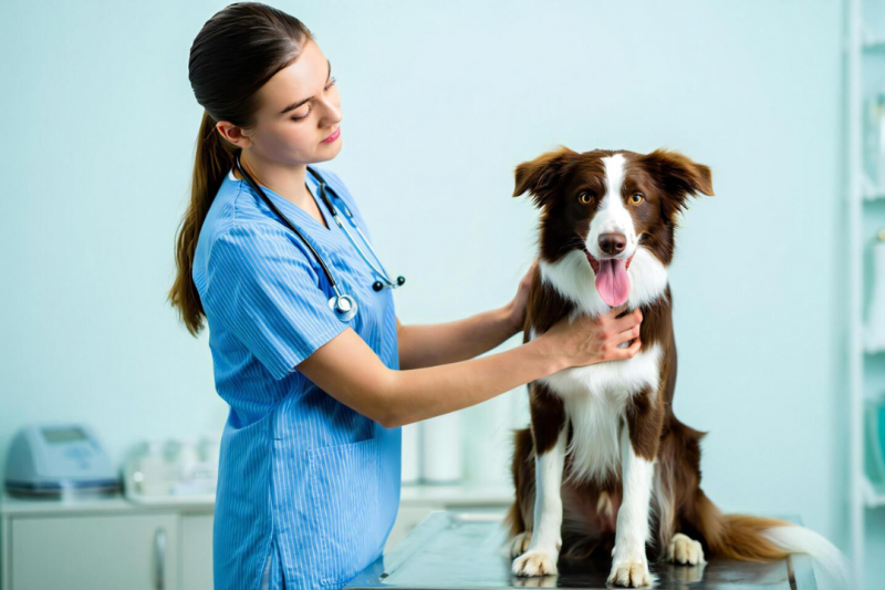 Dermatologista para Cachorro: Como Escolher o Melhor Profissional para a Saúde da Pele do Seu Pet Dermatologista para Cachorro: Como Escolher o Melhor Profissional para a Saúde da Pele do Seu Pet