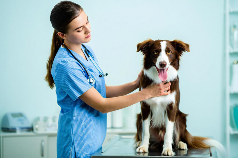 Raio X Veterinário Digital como Revolução no Diagnóstico Animal Raio X Veterinário Digital como Revolução no Diagnóstico Animal