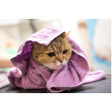 banho e tosa de gatos agendar Confins