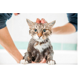 banho e tosa de gatos Jaboticatubas
