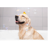 banho e tosa para cães agendar SANTO ANDRE