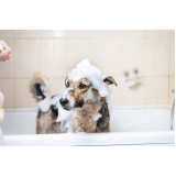 banho e tosa para cães JARDIM LEBLOM