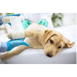 cirurgia de castração de cachorro CAMARGOS