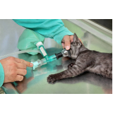 cirurgia de castração de gatos marcar GRAJAÚ