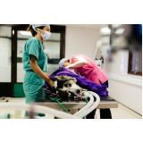 cirurgia em animais agendar Contagem