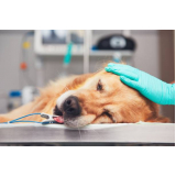 cirurgia geral veterinaria marcar XANGRILA