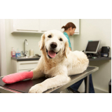 cirurgia ortopédica em cães marcar BANDEIRANTES
