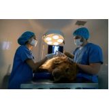cirurgia ortopédica para cachorro agendar Caeté