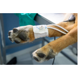 cirurgia para cachorros de pequeno porte agendar Rio Manso