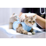 cirurgia para gatos agendar COQUEIROS