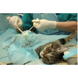 cirurgia para retirada de tumor em gatos HAVAÍ