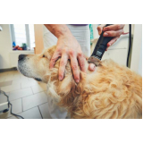 clínica de oncologista para cães CABANA PAI TOMAS
