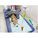 clínica para internação para animais domésticos CALIFONIA