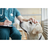 clínica para internação para cachorro APARECIDA