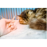 clínica para internação para gatos INCONFIDENCIA