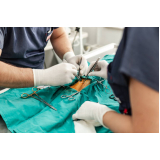 clínica que faz cirurgia de castração de gatos BAIRRO MADRE GERTRUDES