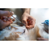 clínica que faz cirurgia em pequenos animais CALAFANTE