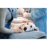 clínica que faz cirurgia ortopédica em cães GAMELEIRA