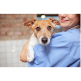 clínica que faz internação para cachorro JARDIM MONTANHES
