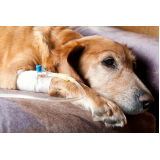 clínica que faz internação para cachorros Prudente de Morais