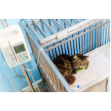 clínica que faz internação para gatos Esmeraldas