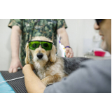clínica que faz laserterapia animal NOVO GLORIA