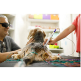 clínica que faz laserterapia em animais FUNCIONARIOS