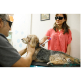 clínica que faz laserterapia para animais JARDIM SAO JOSE