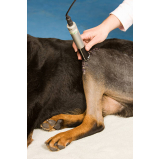 clínica que faz laserterapia para cães GAMELEIRA