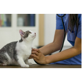 clínica que faz ozonioterapia para gatos SERRA