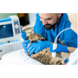 clínica que faz ultrassom abdominal em gatos OLHOS D AGUA