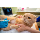 clínica que faz ultrassom em pequenos animais XANGRILA