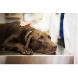 consulta com endocrino veterinario FUNCIONARIOS
