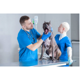 consulta veterinaria para gatos marcar HORTO