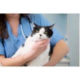 consulta veterinaria para gatos Capim Branco
