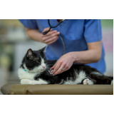 consulta veterinario gato agendar CORAÇÃO EUCARISTICO