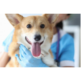 contato de laboratório de exames veterinários Contagem