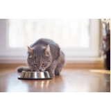 contato de nutricionista gatos Sarzedo