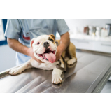 dermatologista cachorro APARECIDA