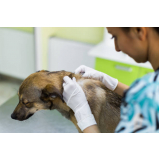 dermatologista canino marcar Nova União