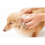 dermatologista canino Confins
