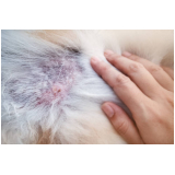 dermatologista felino marcar CORAÇÃO EUCARISTICO
