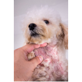 dermatologista para cachorro FUNCIONARIOS