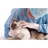 dermatologista para gatos Prudente de Morais