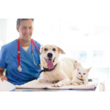 Gastroenterologista para Cães