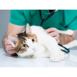 Gastroenterologista para Gatos