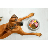 gastroenterologista para cachorro agendar BELVEDERE
