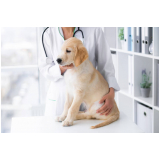gastroenterologista para cães agendar Araxá