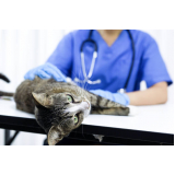 gastroenterologista para gatos agendar SANTA TEREZA