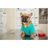 laboratório de exames veterinários contato NOVA CINTRA